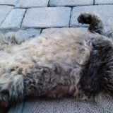 Entry image for Kekoa