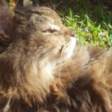 Entry image for Kekoa