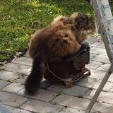 Entry image for Kekoa