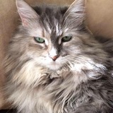 Entry image for Raja