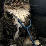 Entry image for Toby