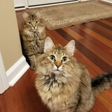 Entry image for Beau & Kloey