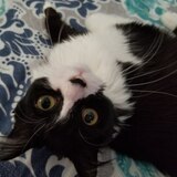 Entry image for Cooki