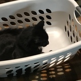 Entry image for Booboo