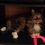 Entry image for Ludwig