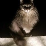 Entry image for Ricky