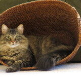 Entry image for Gordy