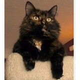 Entry image for Reese