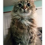 Entry image for Josie