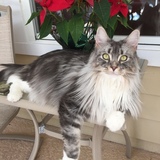 Entry image for Willow