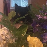 Entry image for Millie