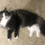 Entry image for Dash