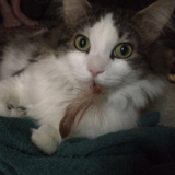 Entry image for Fuzz