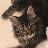 Entry image for Bronson 