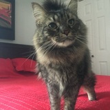 Entry image for Remy