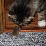 Entry image for Macie