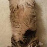 Entry image for Diego