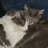 Entry image for Mokie and Wink