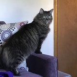 Entry image for Tinker 