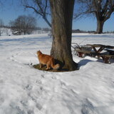 Entry image for Khan