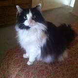 Entry image for Eeyore