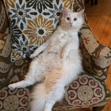 Entry image for Fenris