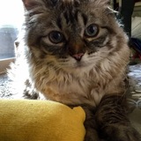 Entry image for Yoshi