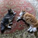 Entry image for Misty and Hobo