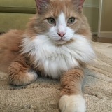 Entry image for Leonard