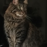 Entry image for Mr. Fritz 