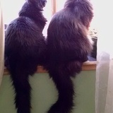 Entry image for Oscar & Dax