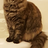 Entry image for APPLE