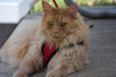 Entry image for Mufasa. Clicking this image will show a larger photo