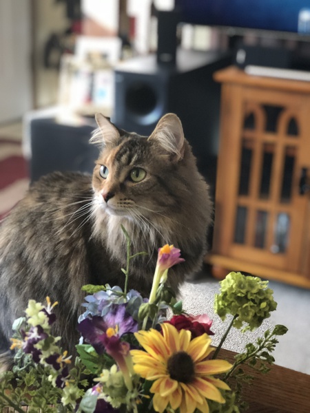 Entry image for Lady Luna . Clicking this image will show a larger photo