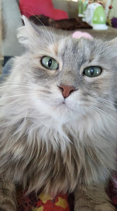 Entry image for Emily. Clicking this image will show a larger photo