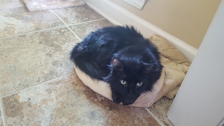 Entry image for Hootie. Clicking this image will show a larger photo