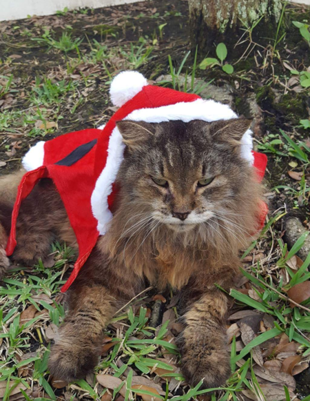 Entry image for Kekoa. Clicking this image will show a larger photo