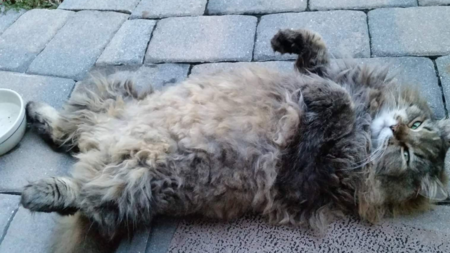 Entry image for Kekoa. Clicking this image will show a larger photo