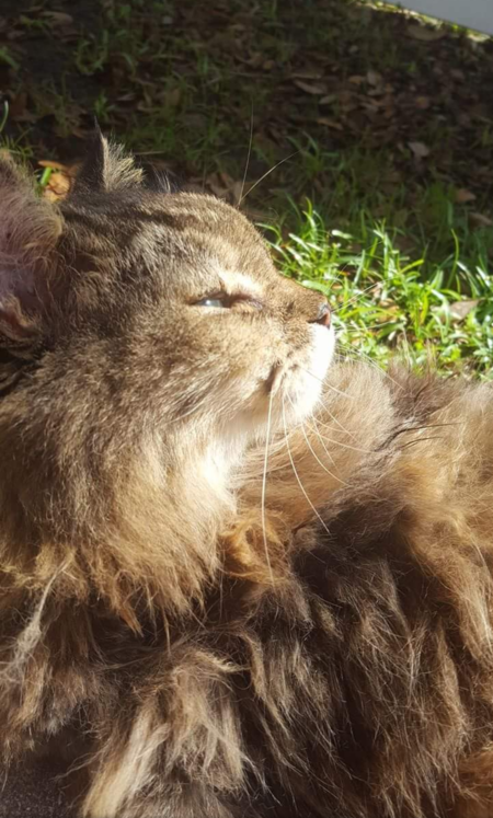 Entry image for Kekoa. Clicking this image will show a larger photo