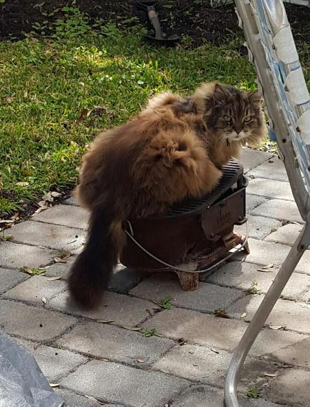 Entry image for Kekoa. Clicking this image will show a larger photo