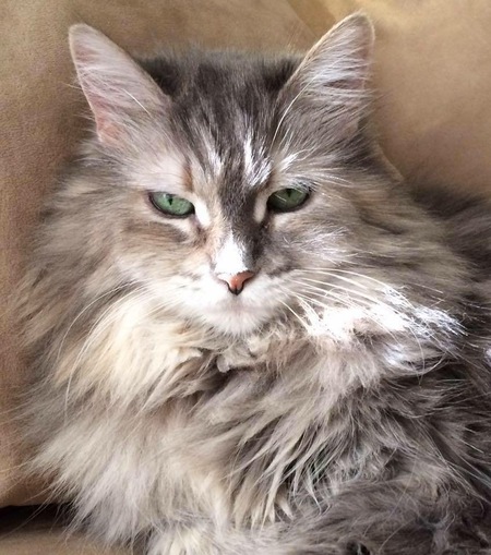 Entry image for Raja. Clicking this image will show a larger photo