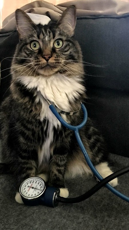 Entry image for Toby. Clicking this image will show a larger photo