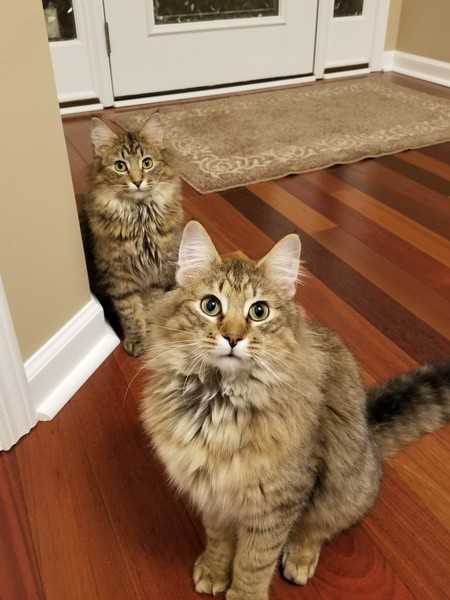 Entry image for Beau & Kloey. Clicking this image will show a larger photo