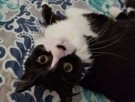 Entry image for Cooki. Clicking this image will show a larger photo