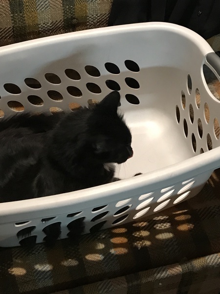 Entry image for Booboo. Clicking this image will show a larger photo