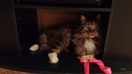 Entry image for Ludwig. Clicking this image will show a larger photo