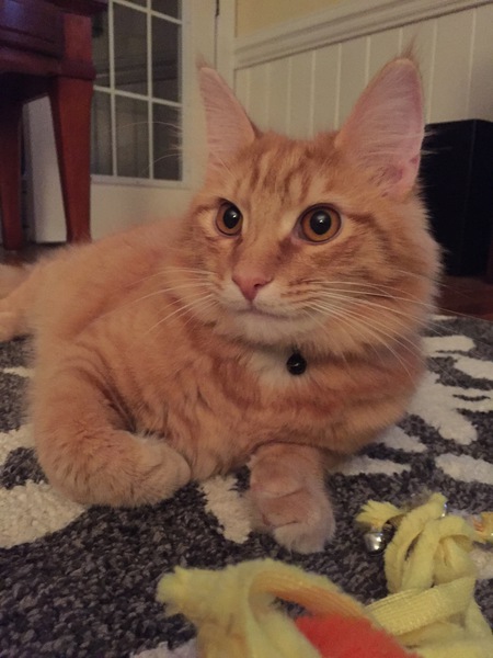 Entry image for Leo. Clicking this image will show a larger photo