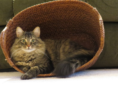 Entry image for Gordy. Clicking this image will show a larger photo