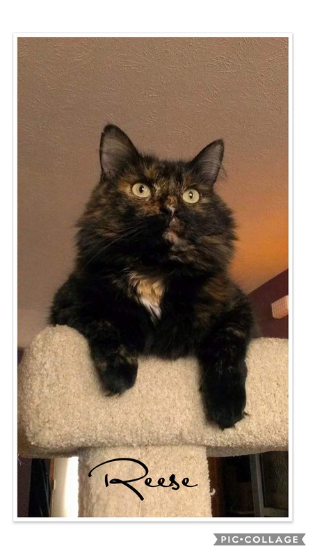 Entry image for Reese. Clicking this image will show a larger photo