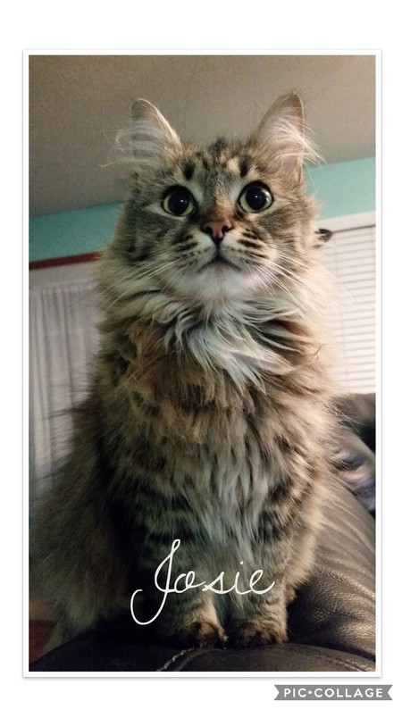 Entry image for Josie. Clicking this image will show a larger photo